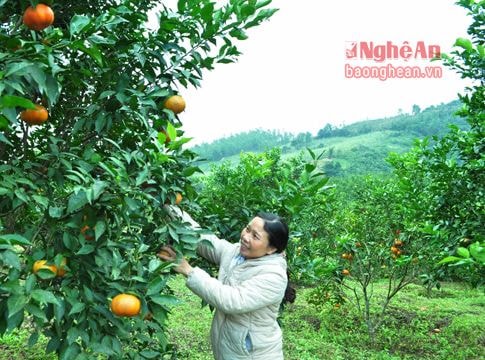 Nghĩa Phú (Nghĩa Đàn): Đầu tư gần 57 tỷ đồng phát triển mô hình kinh tế