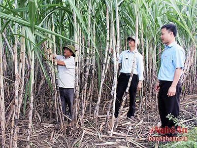 Nghệ An: Thiếu giải pháp nhân rộng mô hình cánh đồng mẫu lớn