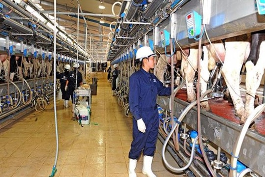 Cần thành lập Hiệp hội chăn nuôi bò sữa