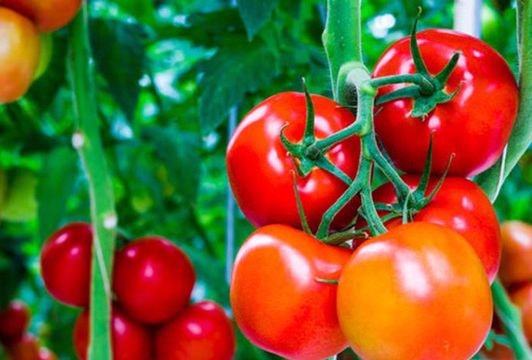 Những thực phẩm cấm kỵ với người huyết áp thấp