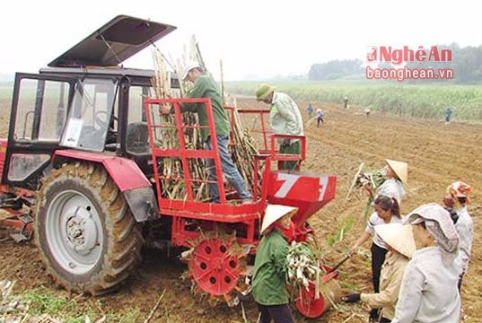 Công ty TNHH mía đường NASU tăng giá mía kỷ lục 980.000 đồng/tấn