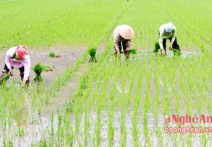 Bất chấp mưa lạnh, nông dân gieo cấy trước lịch thời vụ