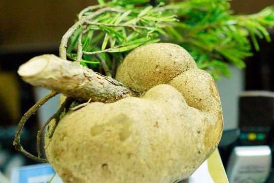 Nghệ An: Bán đấu giá nấm 'quý hơn vàng' gây quỹ vì người nghèo