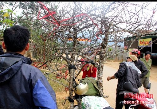 Những cành đào Lào đầu tiên vượt biên giới về Nghệ An đón Tết