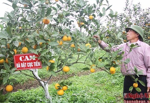 Cam 'tiến vua' 50.000 đồng/quả hút khách dịp Tết