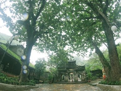 7 cây di sản độc đáo tại Đà Nẵng