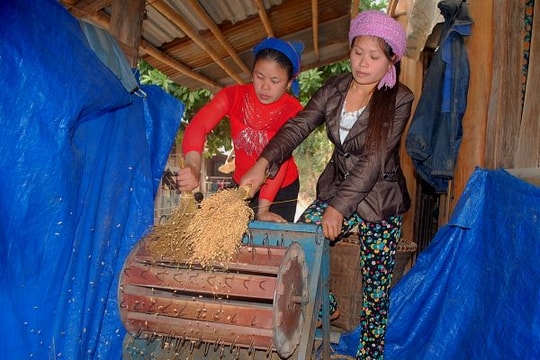 Vùng cao chủ động giữ giống khi không còn chính sách lúa lai