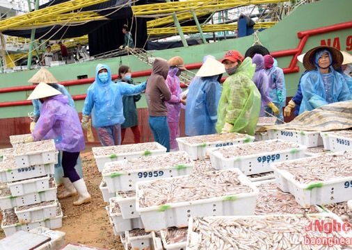 Ngư dân thu lãi 100 triệu đồng sau mỗi chuyến 'săn' cá cơm