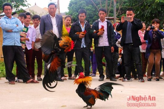 Những pha 'tung chưởng' cực dị của gà chọi vùng cao