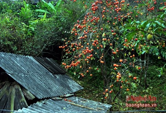 Rực đỏ mùa hồng giữa trời Đông giá miền Tây