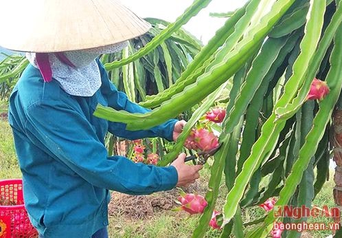 Thanh Long từ nhiều vùng của Việt Nam có thể xuất khẩu sang Australia