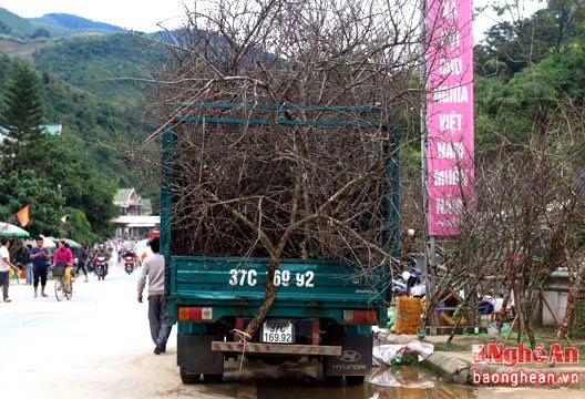 Đào rừng tấp nập 'tìm đường' về xuôi