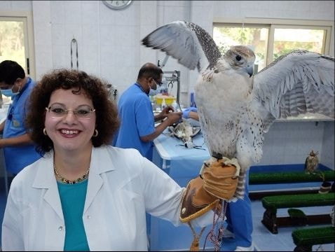 Bệnh viện chim ưng lớn nhất thế giới ở Abu Dhabi