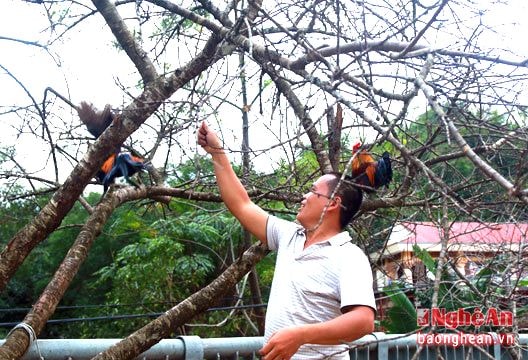 Đào đá 'khủng' giá 40 triệu ở miền Tây Nghệ An