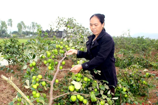 Táo  'khủng' bán dịp tết, thu tiền triệu mỗi ngày