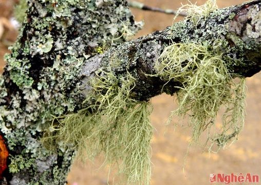 Mùa 'săn' đào tết