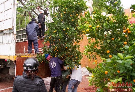 Nhộn nhịp chợ hoa, cây cảnh đón Tết