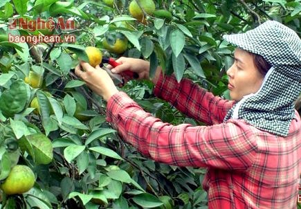 Quýt ngọt thu hái vào dịp Tết cho thu nhập cao