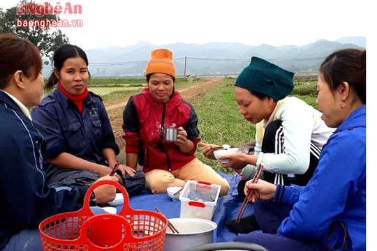 Nông dân Nghệ An đem cơm ra đồng ăn giữa ngày giá rét