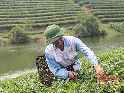 Tăng lợi thế cạnh tranh cho nông sản Nghệ An