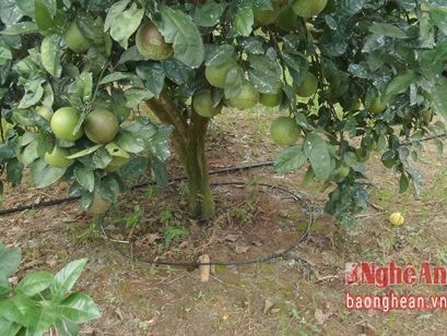 Công nghệ tưới nhỏ giọt tiết kiệm, hiệu quả, tăng năng suất cây trồng