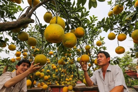 Bưởi Diễn bán vỉa hè giá 25 triệu đồng một cây