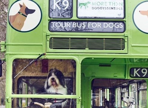 Tour tham quan dành riêng cho chó cưng