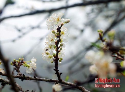 Hoa mận nở trắng trời Mường Lống