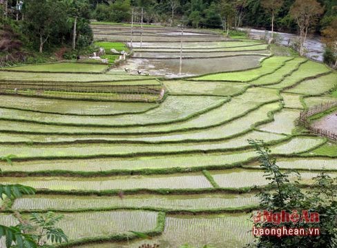 Bức tranh vụ mùa vùng cao ngày cận Tết
