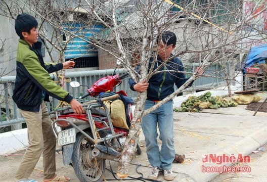 Thương lái vùng cao kiếm chục triệu đồng mỗi ngày nhờ đào, lá dong