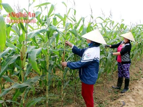 Giống ngô ngọt Thái Lan trồng ở Quỳnh Lưu thu hoạch cao