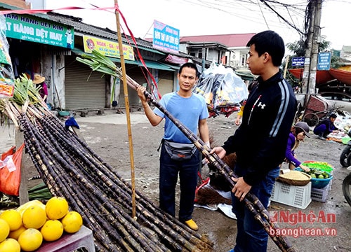 Mía đỏ đắt giá ngày cận Tết