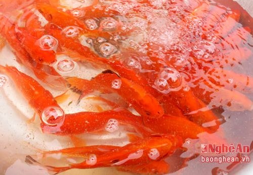 Cá vàng đắt hàng ngày áp 'Tết ông Công, ông Táo'