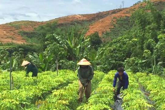 Tháo gỡ khó khăn để phát huy hiệu quả cây cao su ở Nghệ An