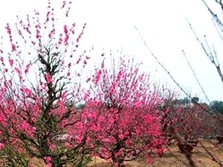 Cách chọn đào, quất để mang đến bình an, may mắn