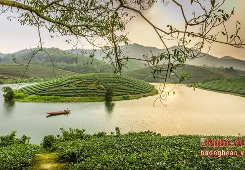 Nghệ An đồng ý chủ trương đầu tư dự án Đảo chè Cầu Cau