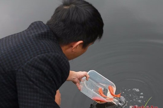 Người dân thành Vinh đội mưa thả cá chép tiễn ông Táo