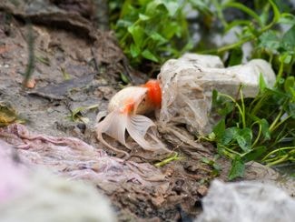 Cá chép ông táo mắc cạn trong túi rác sau khi được thả