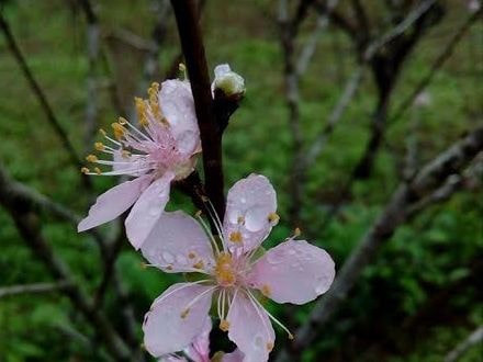 Đào bung nở sớm, người dân lo mất Tết