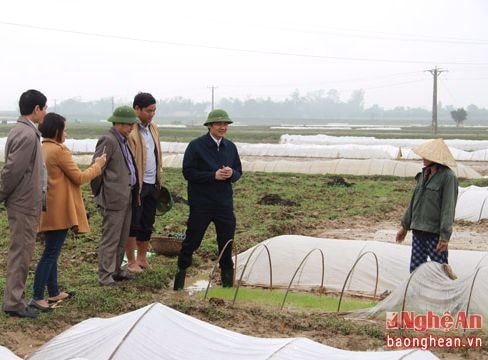 Nghệ An kiểm tra, rà soát những địa phương cấy vụ xuân sớm