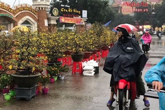 Dân Vinh đội mưa đi mua đào, mai chưng Tết