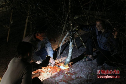 Mẹo khắc phục đào rừng nở muộn