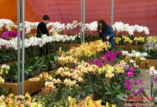 Hoa lan Tết: Đẹp và không hề rẻ