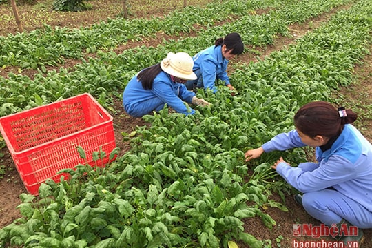Nghệ An thử nghiệm trồng rau Bina xuất khẩu sang Nhật