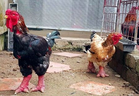 Cặp gà Đông tảo chân đẹp nhất Việt Nam