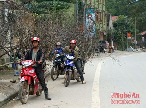 Nỗi oan đào rừng