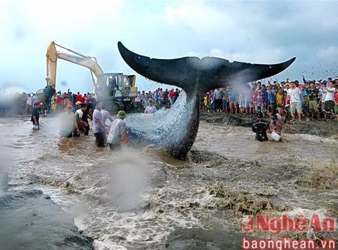 Tản mạn về tục thờ Cá Ông của người vùng biển