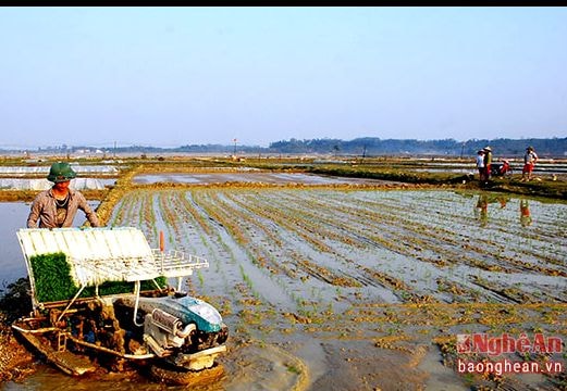 Ra đồng ngày cận Tết