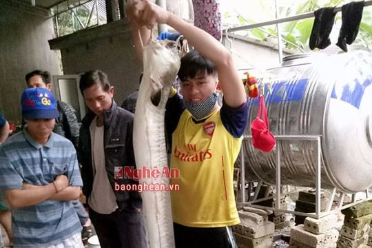 Nghệ An: 29 Tết bắt được cá lệch 'khủng'