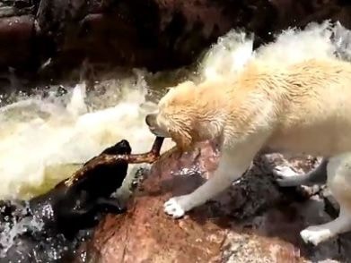 Chó nhanh trí cứu bạn khỏi dòng nước xiết